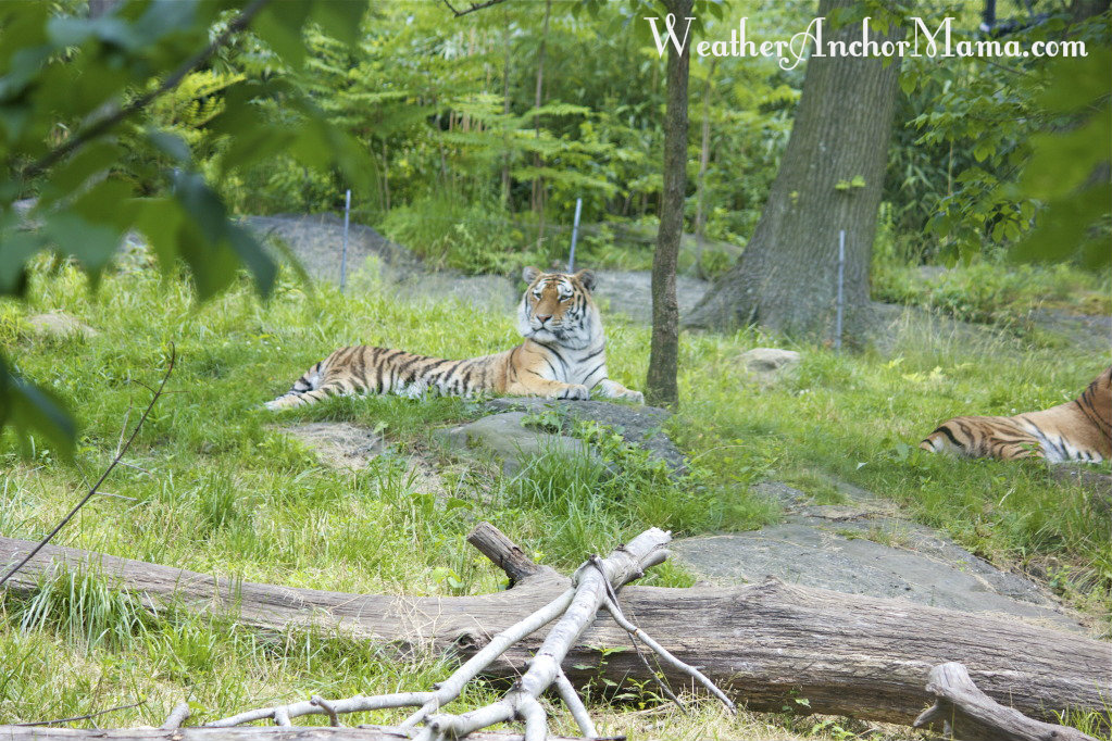 Father's Day at the Bronx Zoo Weather Anchor Mama