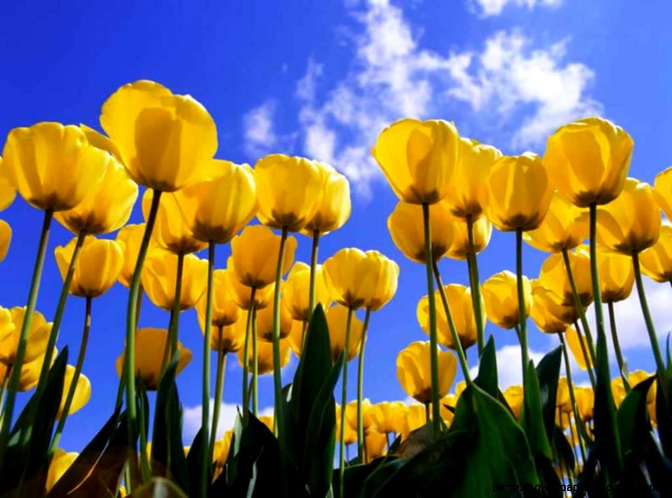 New Tulips Wallpapers Full HD Pictures New Tulips Wallpapers Full HD Pictures