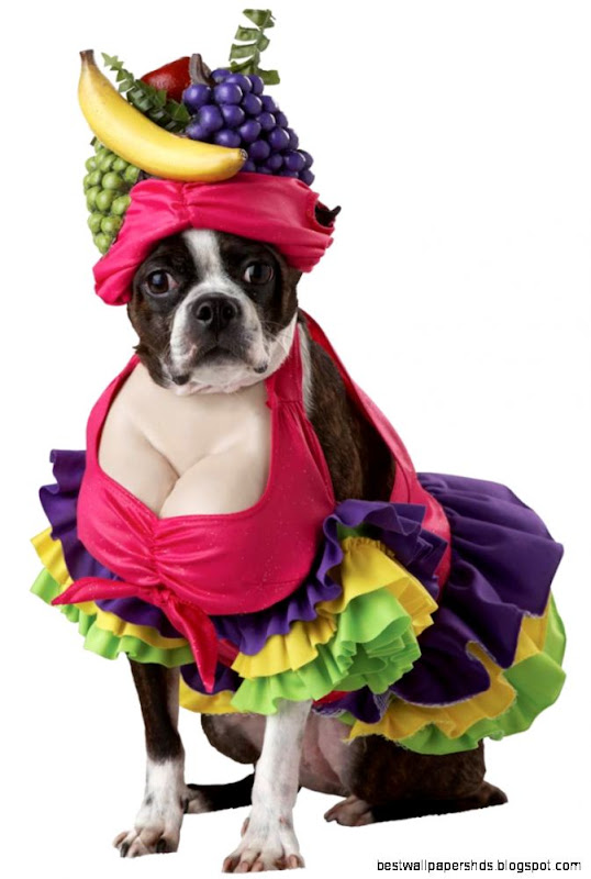Cha Cha Cha Dog Costume Dog Costumes Cha Cha Cha Dog Costume Dog Costumes