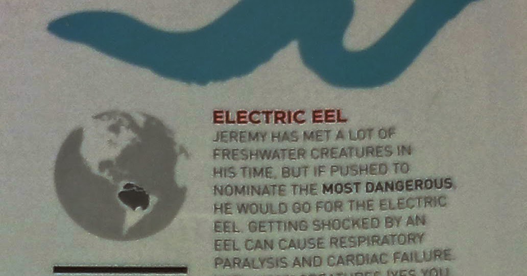 I'm Curious Too Eel's Blood Is Toxic To Humans, But Electric Eel's
