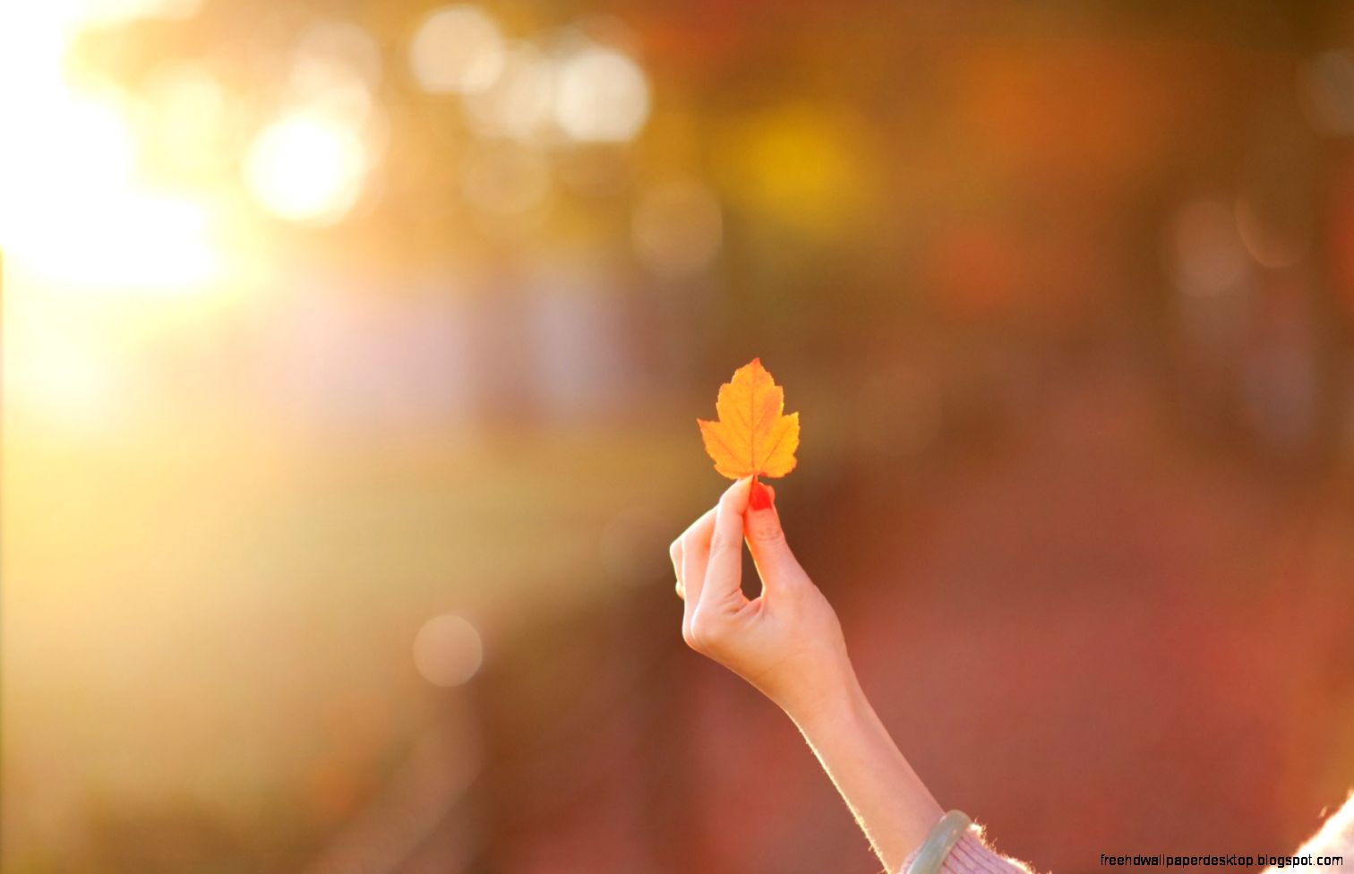 Girl Hands Leaves Autumn Hd Wallpaper Best Desktop Wallpapers Girl Hands Leaves Autumn Hd Wallpaper Best Desktop Wallpapers
