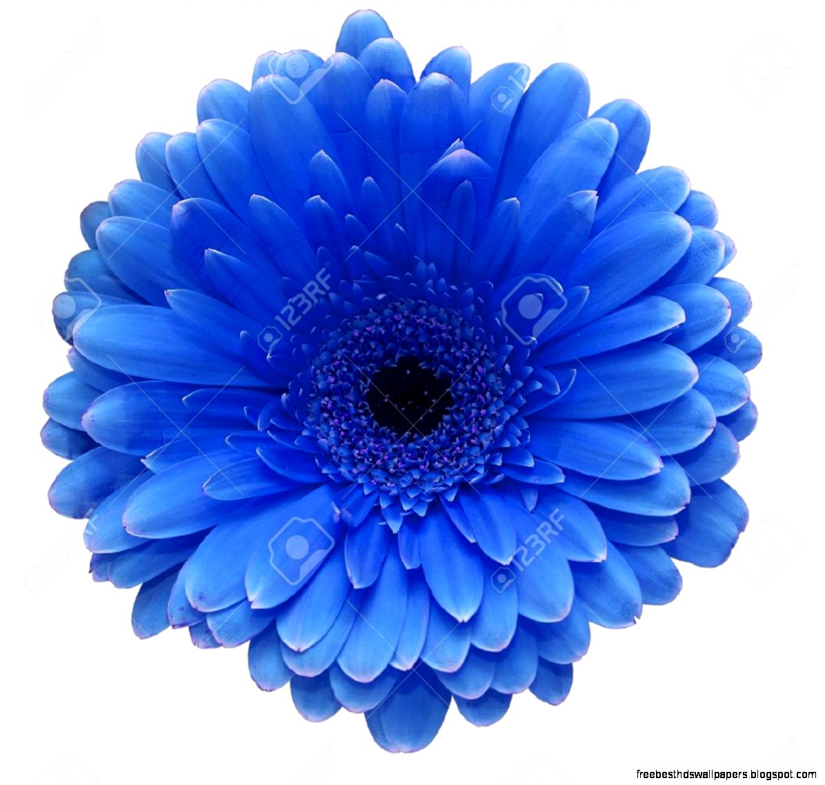Blue Flower Stock Photo Picture And Royalty Free Image Image Blue Flower Stock Photo Picture And Royalty Free Image Image