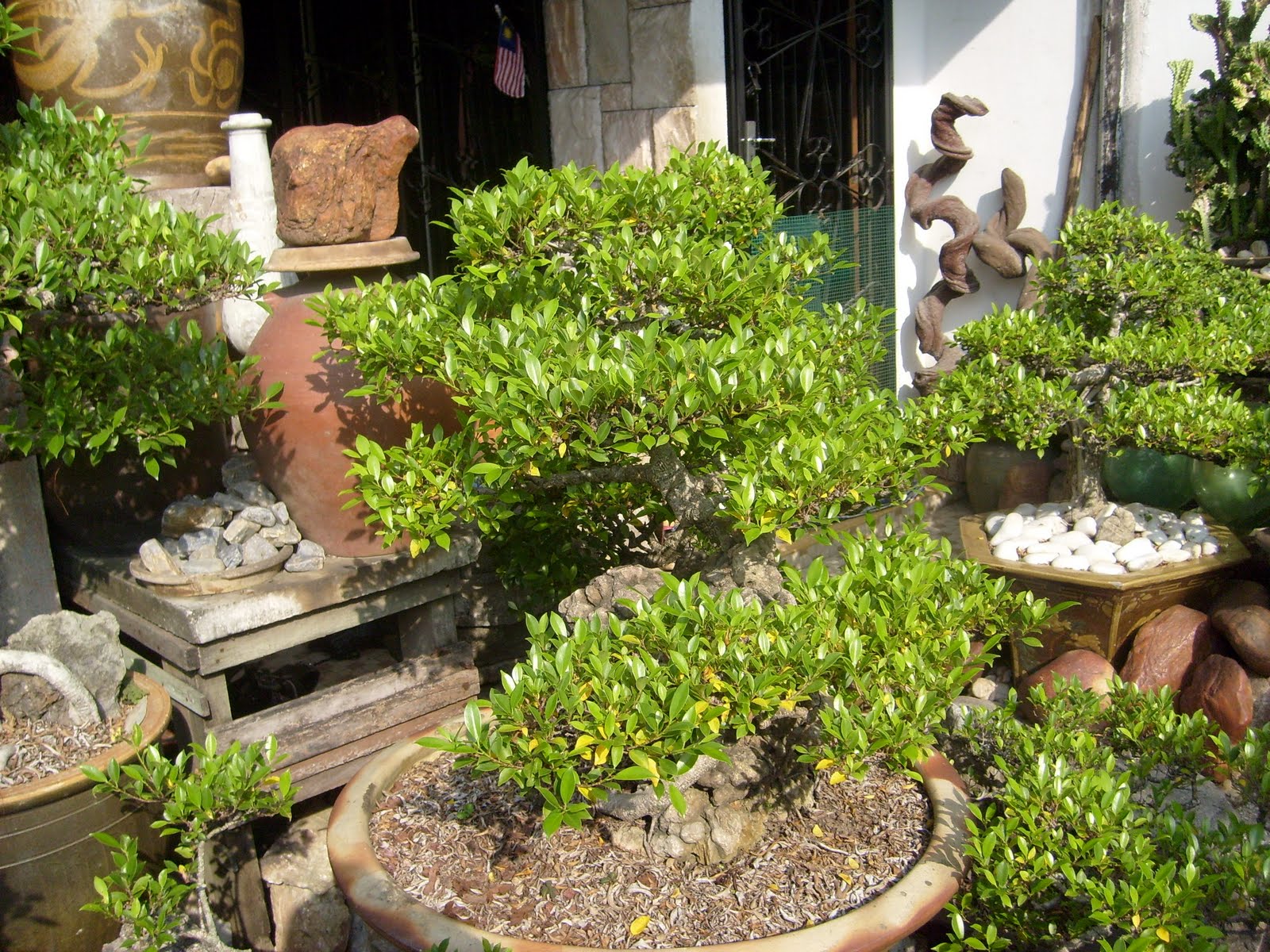 Seni Bonsai Satu Malaysia Pokok Bonsai
