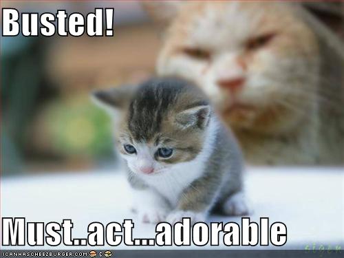 Cute Funny Kittens Cute Funny Kittens