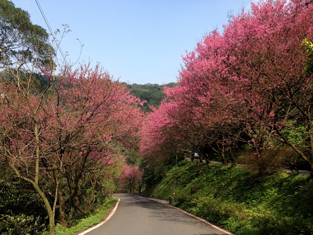 台中東勢林場盛開的櫻花也陸續綻放中。 台中東勢林場盛開的櫻花也陸續綻放中。