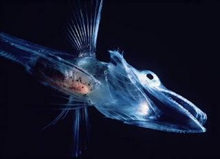 Ikan Es (Icefish) Transparan Ikan Es (Icefish) Transparan