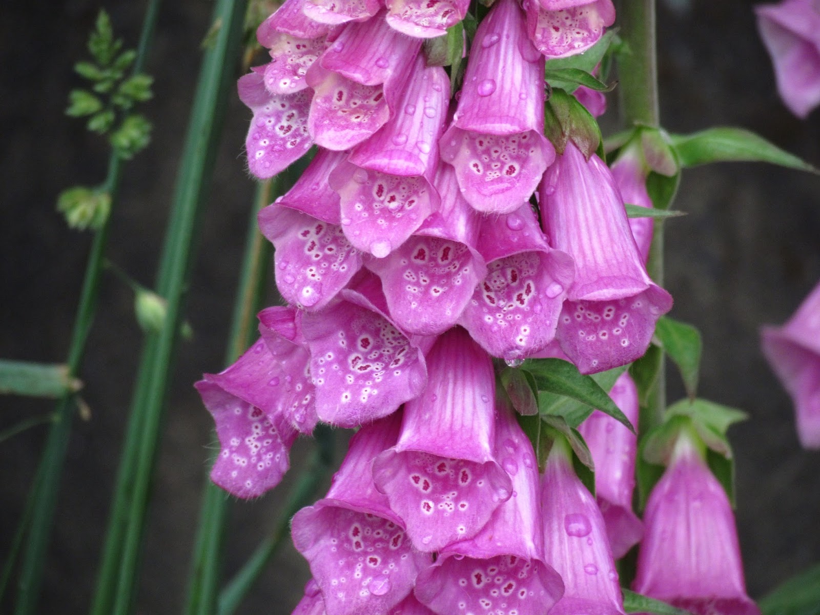 Scene Through My Eyes Foxgloves