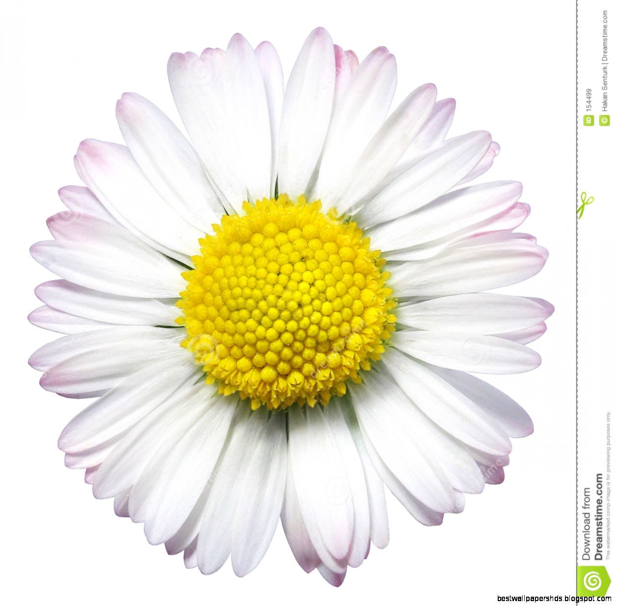 Common Daisy Flower Royalty Free Stock Images Image 154499 Common Daisy Flower Royalty Free Stock Images Image 154499