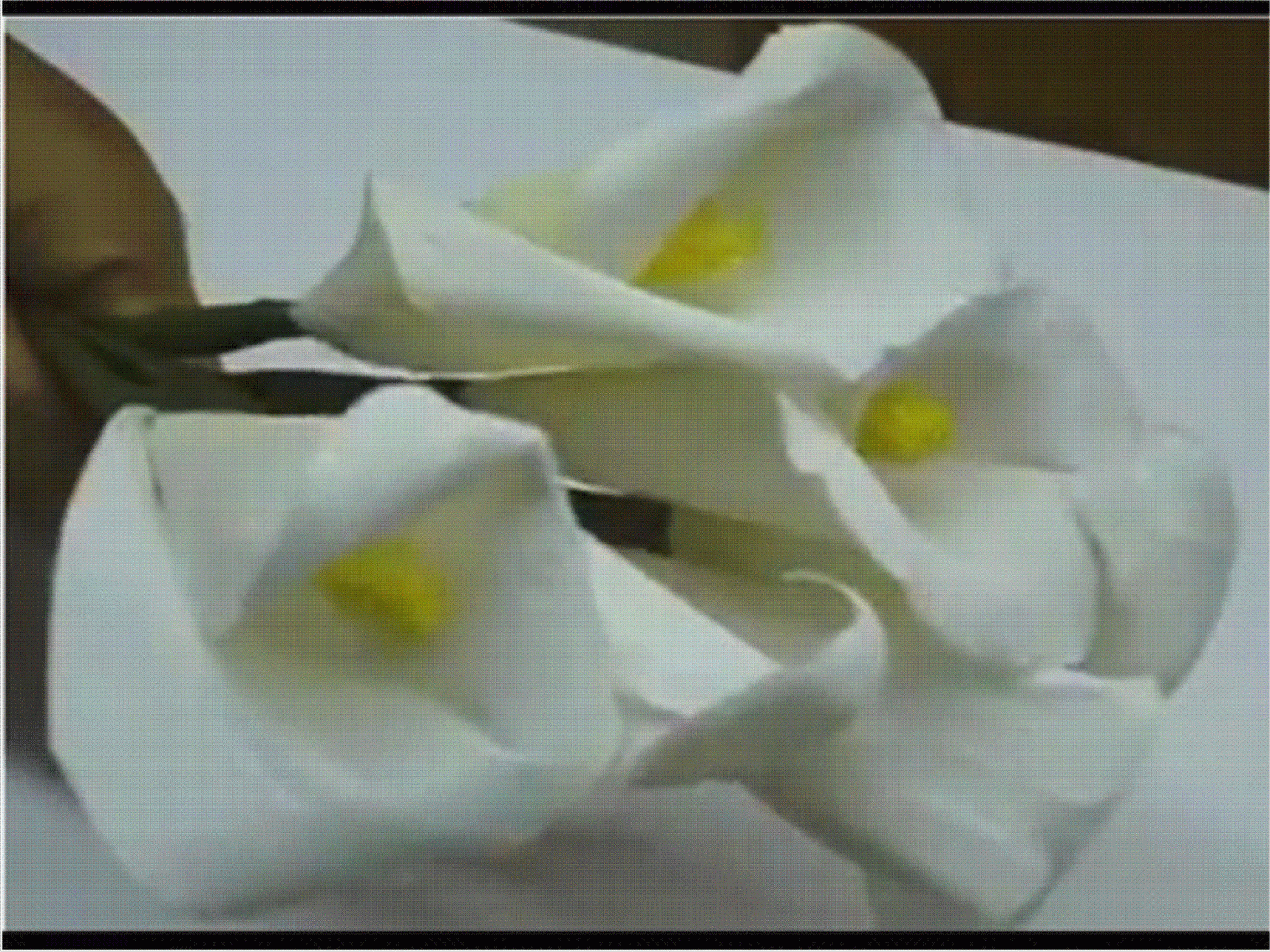 calla lily paper flower template best flower site calla lily paper flower