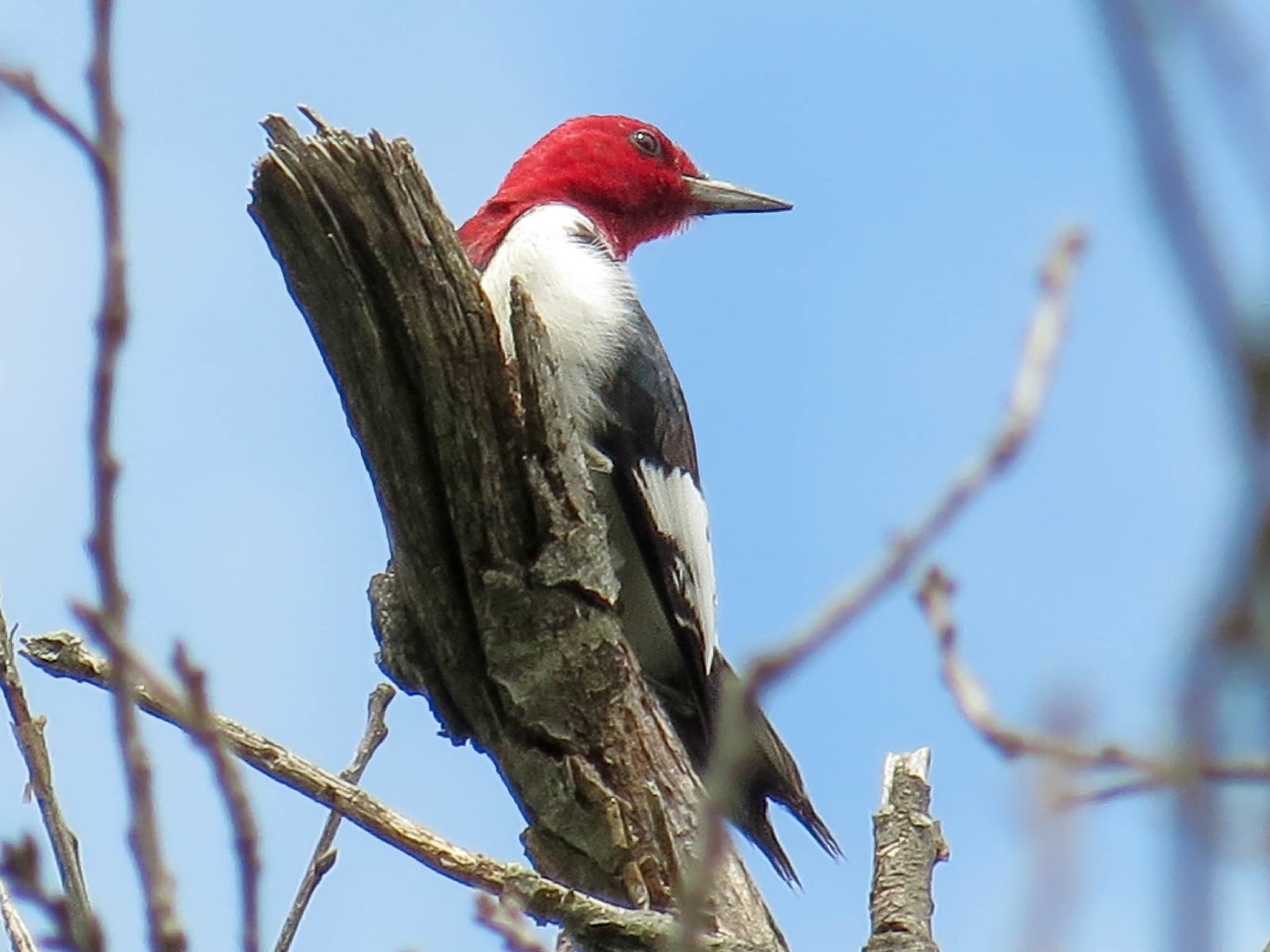 Flickr Link: Red-headed Woodpecker 05/23/2015-11:16 Long Run Park, KY