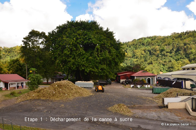 Martinique  - distillerie Depaz - déchargement de la canne à sucre