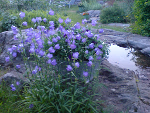 Blåklokke er min yndlingsblomst