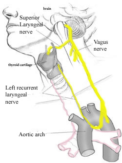 Oenobareus: Smack Down: The Crocoduck vs. The Recurrent Laryngeal Nerve