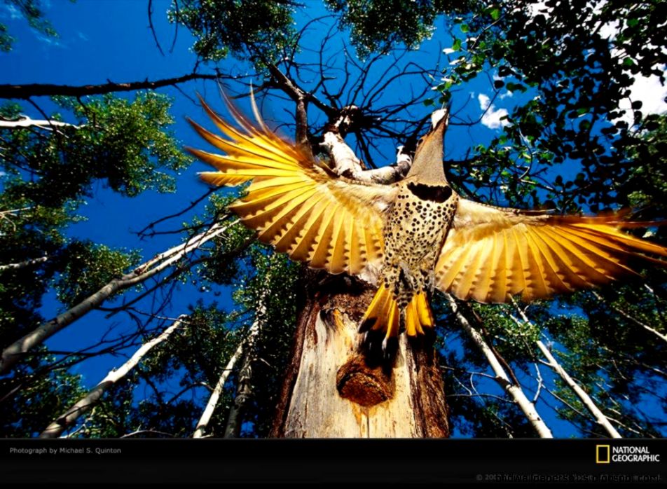 Life In Color Yellow National Geographic Wallpaper 6818403 Life In Color Yellow National Geographic Wallpaper 6818403