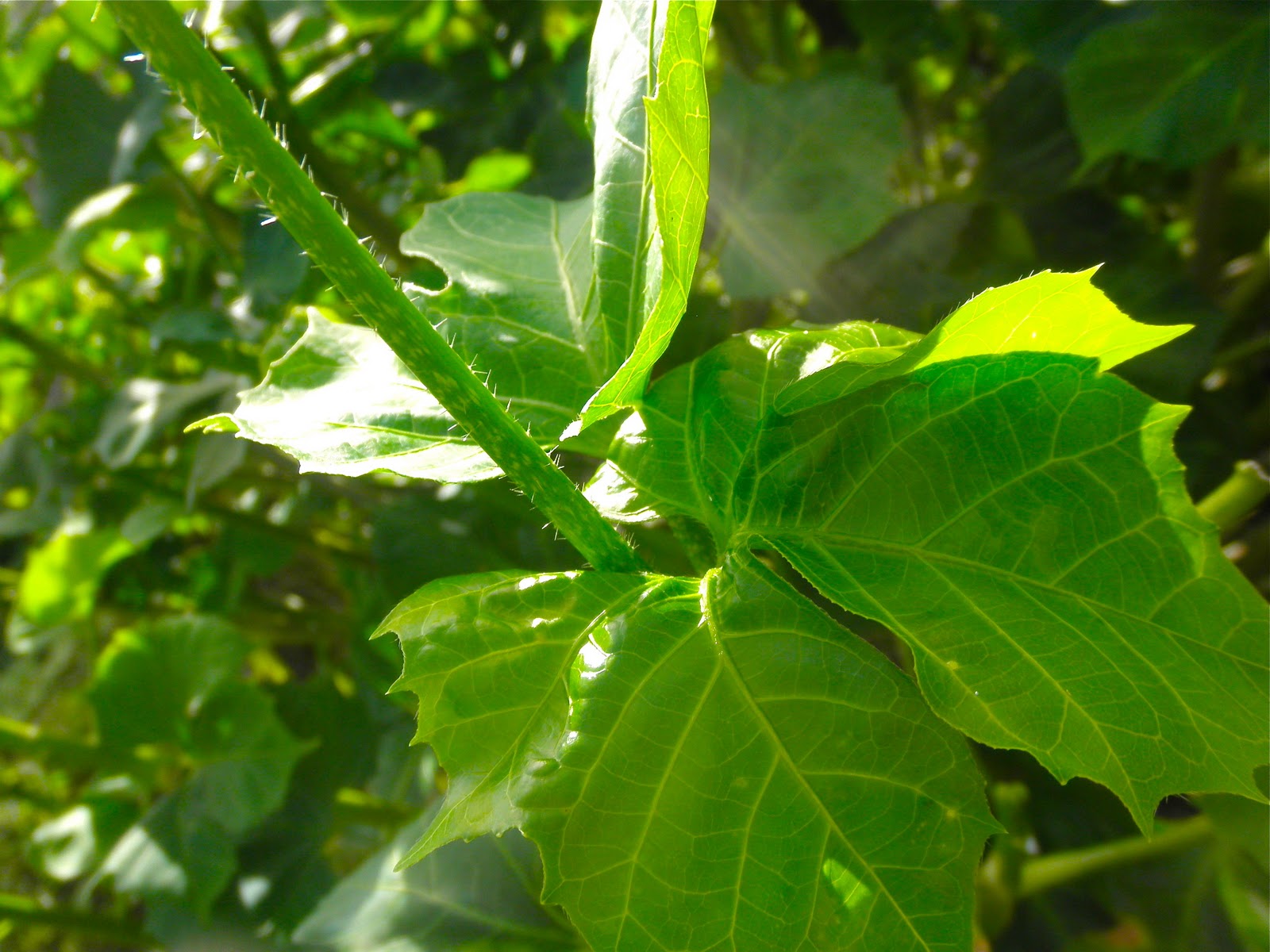 Moment to Moment Chaya, a perennial green