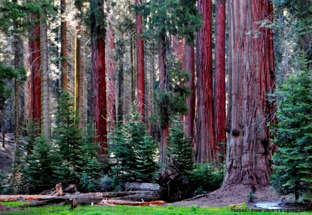 Sequoia and Kings Canyon National Parks Mosaics in Science Sequoia and Kings Canyon National Parks Mosaics in Science