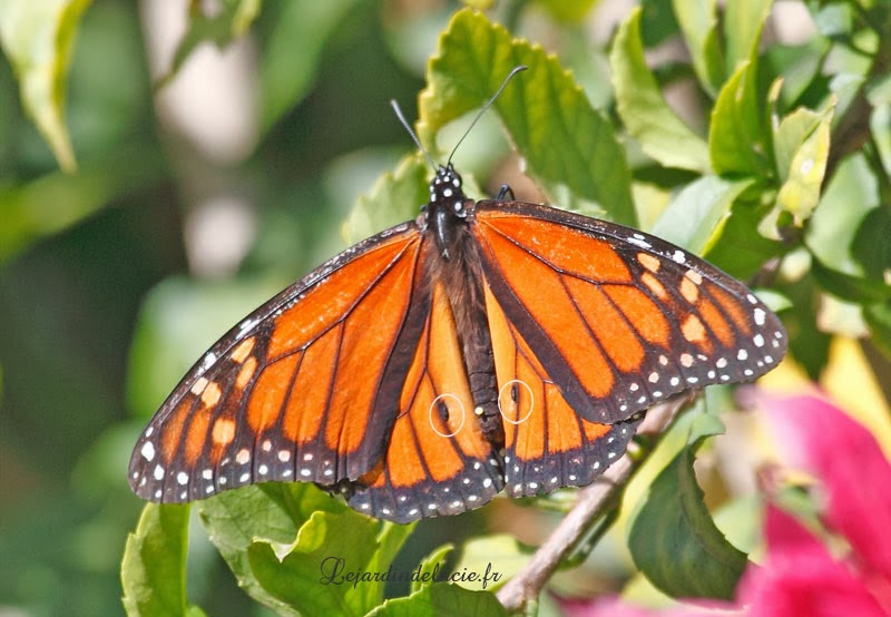 rencontre avec le skua