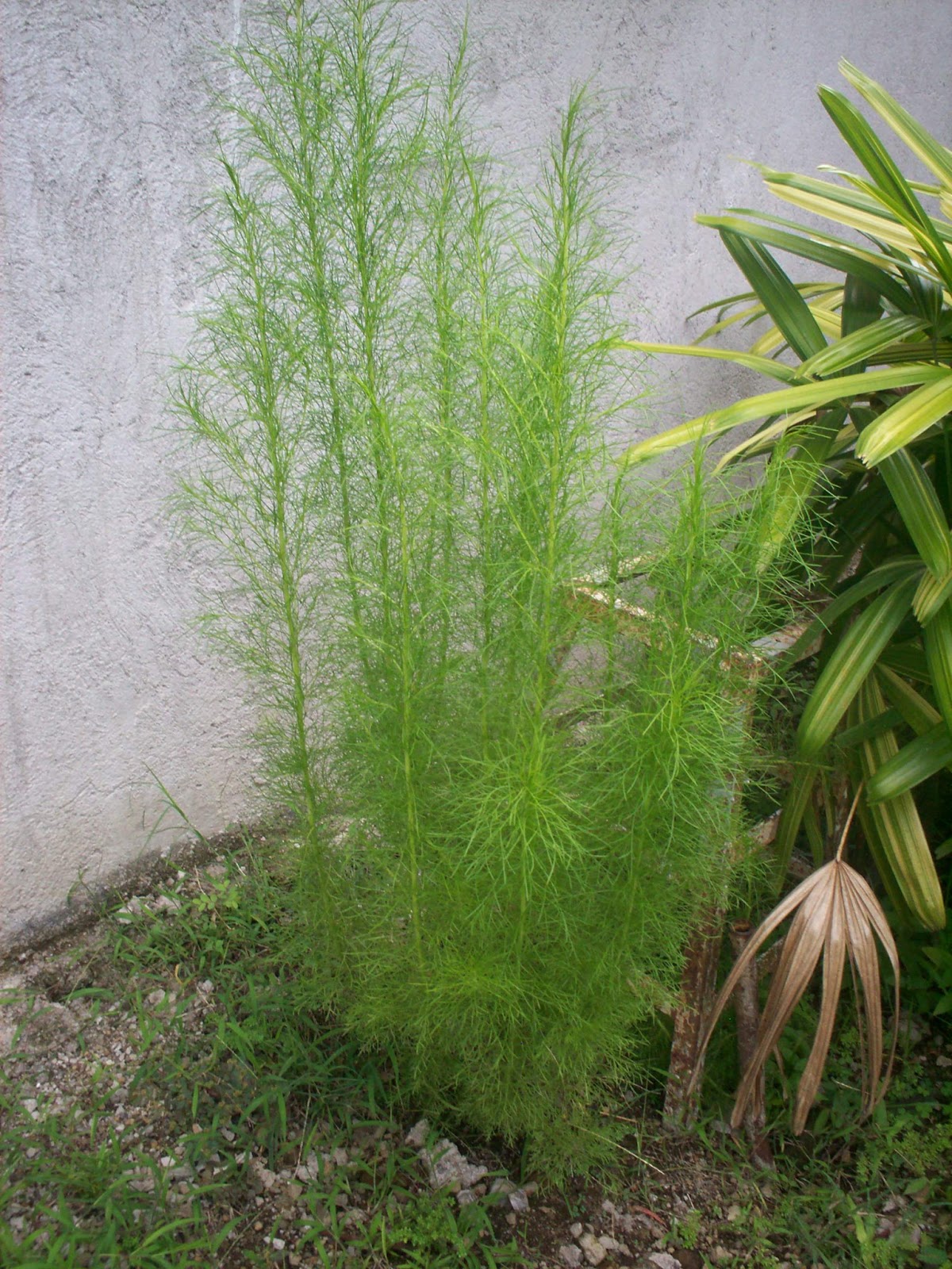 Greenit! Plants Dill Herb A Dilllectably Healthful Additive To Your