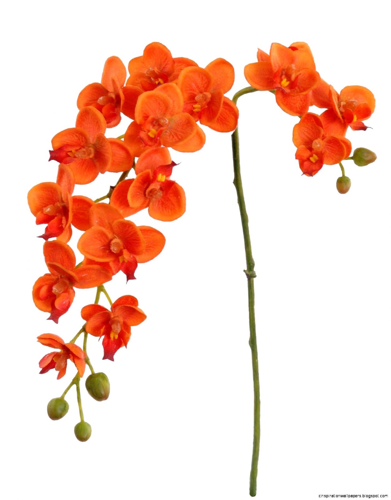 Orange Orchids Orange Orchids
