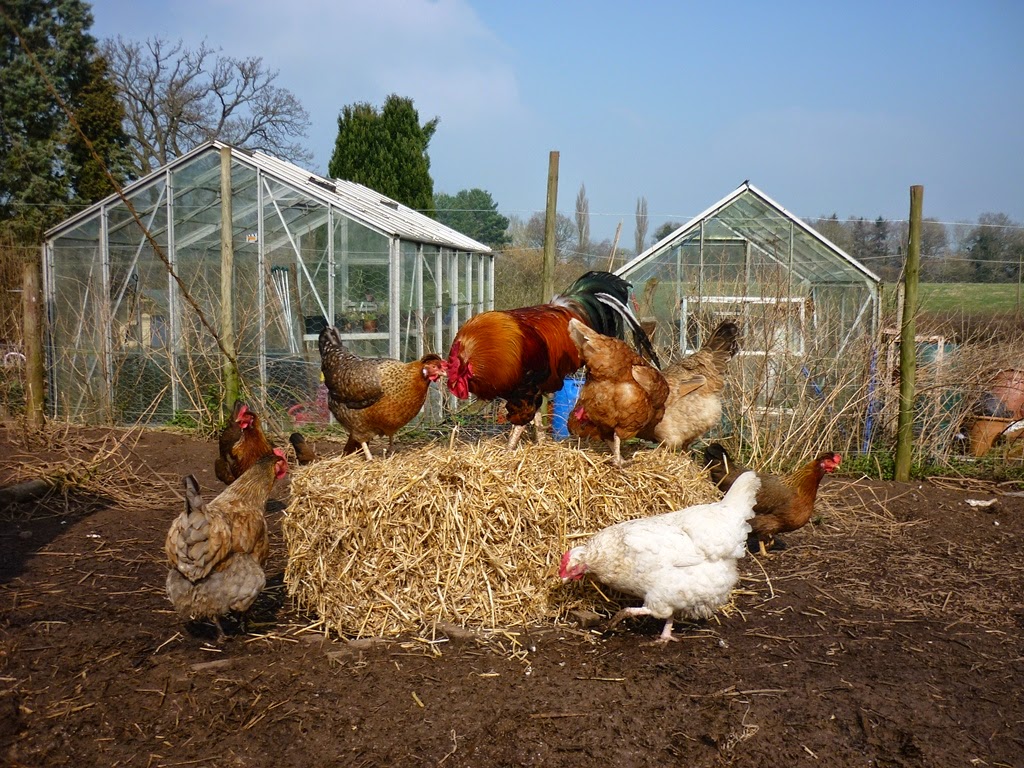 An English Homestead A Bale Of Straw Equals Happy Chickens
