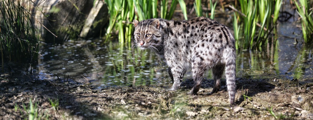 Fishing Cat conservation