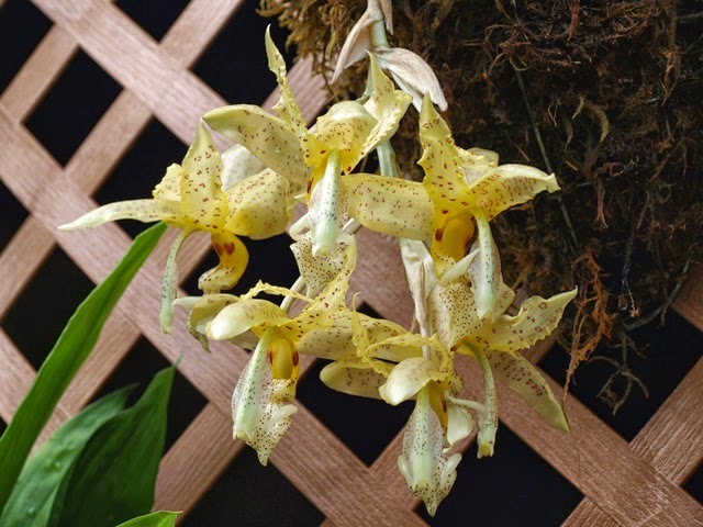 Stanhopea oculata (gold form)