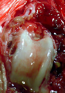 sinovitis rodilla derrame sinovial rodilla perro