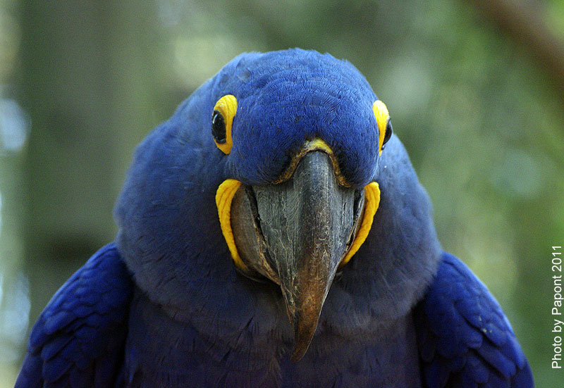 Птицы в фотографиях из путешествий