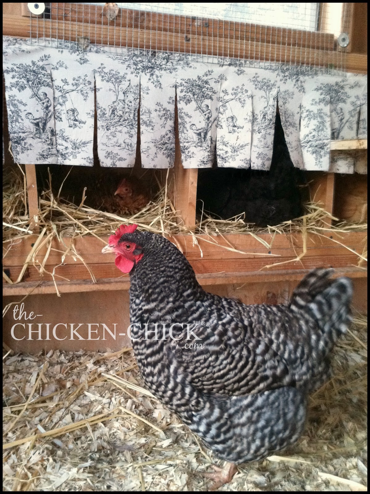 Reasons Straw Does Not Belong in Chicken Coops The Chicken Chick®