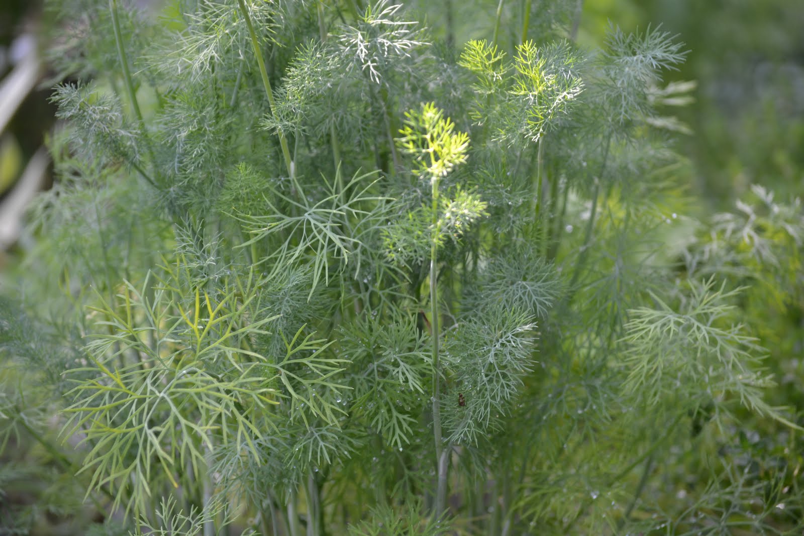 Kitchen Catharsis Cedar Planked Salmon with Dill Sauce, Heaven on a Plank