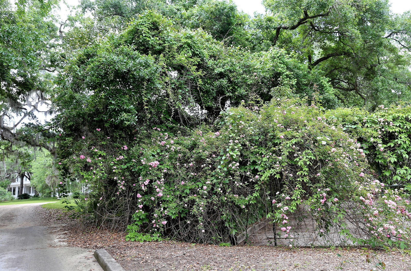Sweet Southern Days Goodwood Museum & Gardens