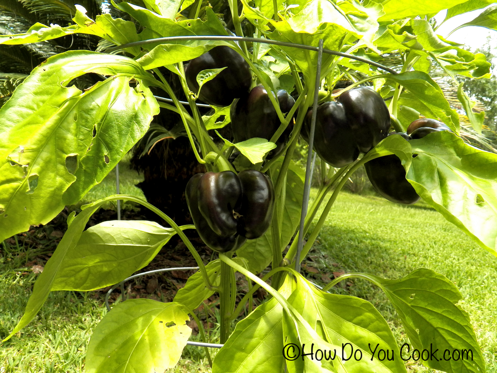 How Do You Cowhorn Pepper Sriracha Sauce