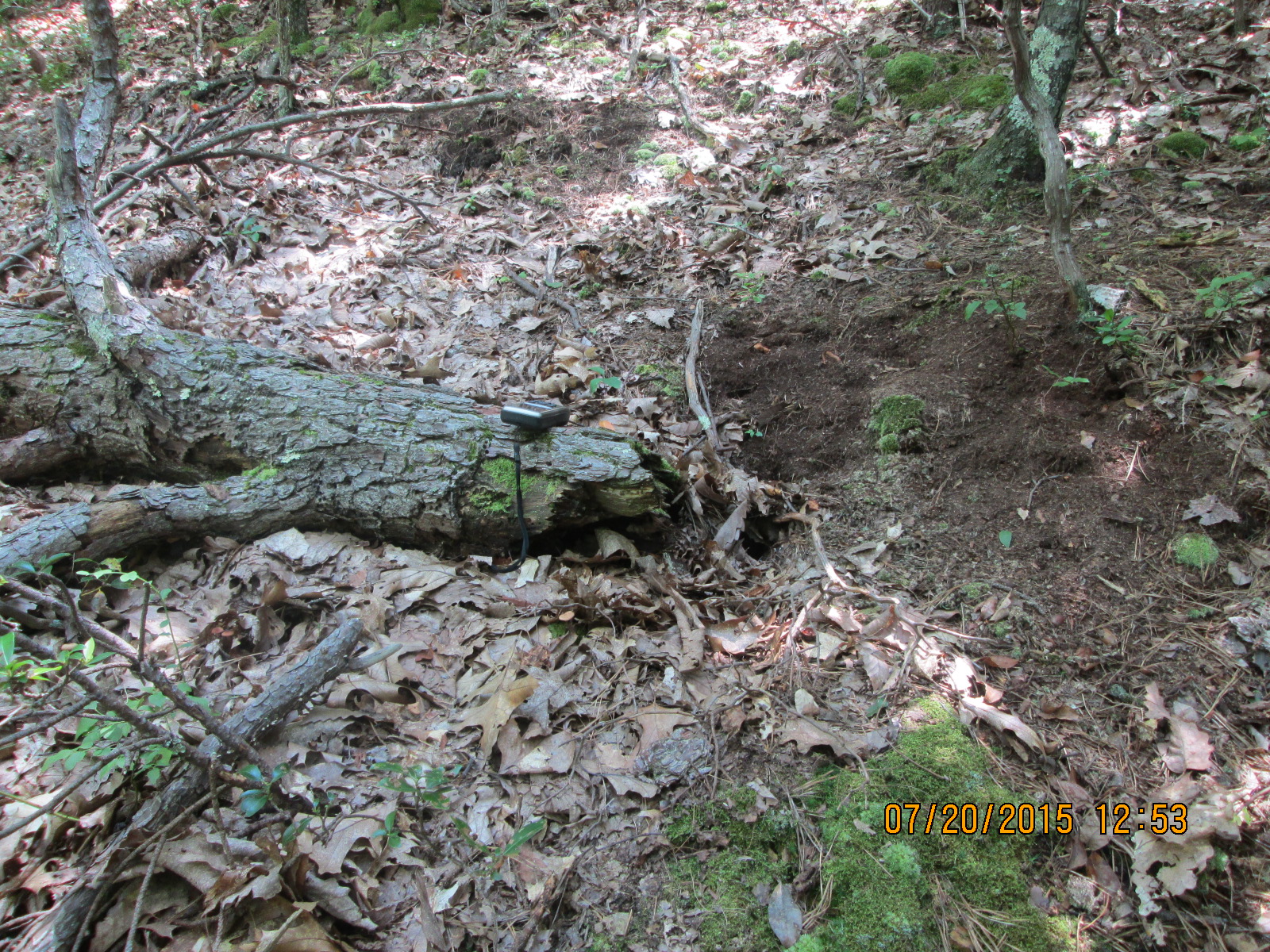 Spotted Skunk Blog: Spotted skunks can use tiny dens