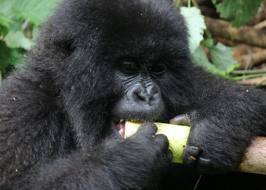 How and Where To Enjoy Gorilla Safari While On African Holiday How and Where To Enjoy Gorilla Safari While On African Holiday