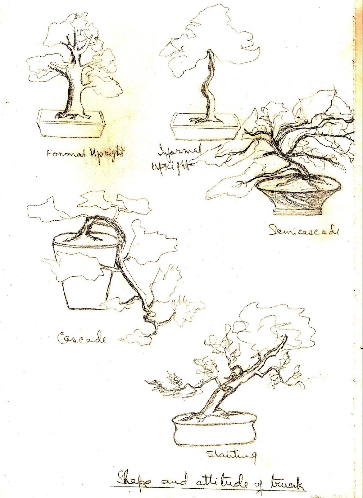 FAB HOBBY IDEAS 10. Bonsai the Zen way of growing trees
