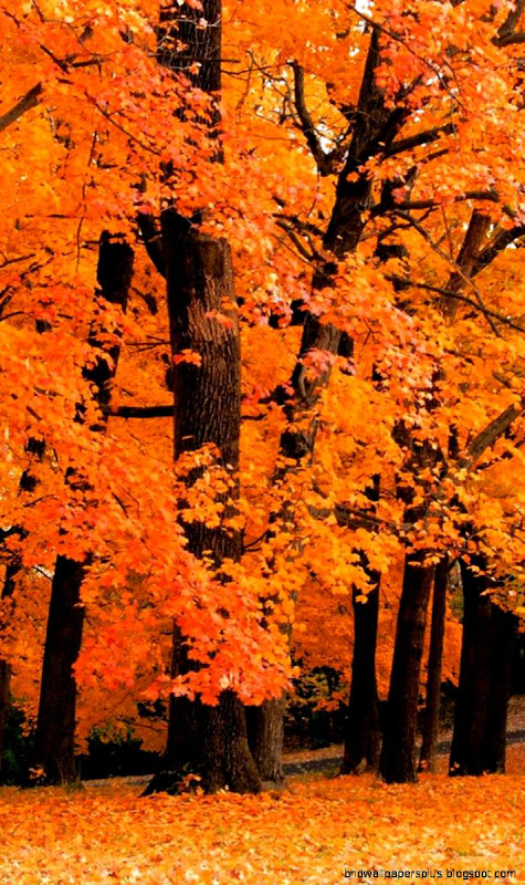 25 Fall iPhone Wallpapers 25 Fall iPhone Wallpapers