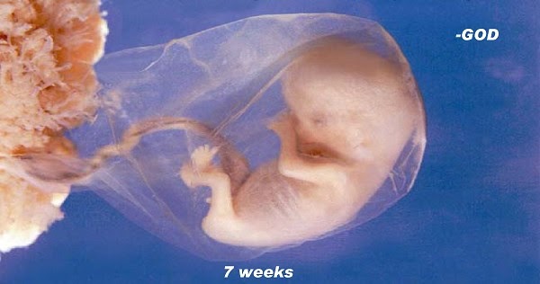 Created to be HIS: The Pregnancy Files | Week 7 | Baby #2