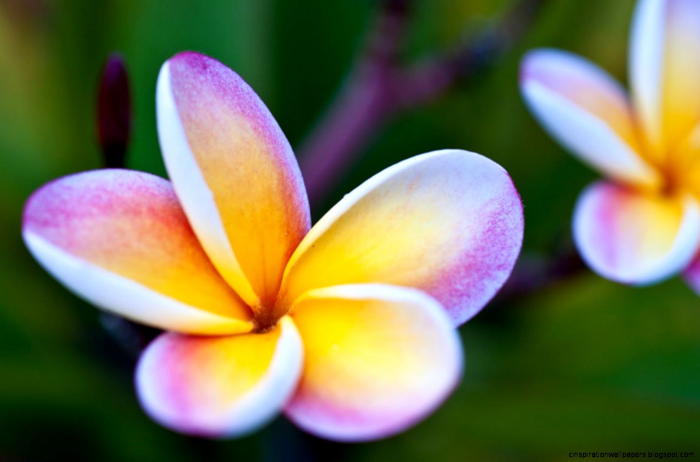 Pink Plumeria Flowers Pink Plumeria Flowers