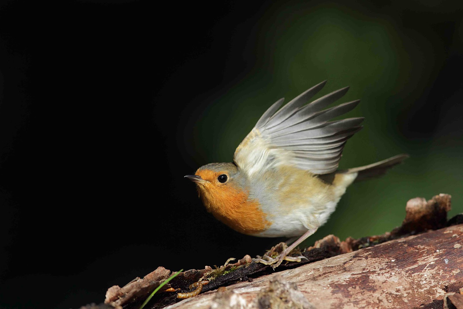 Darley Dale Wildlife Robin wing flick