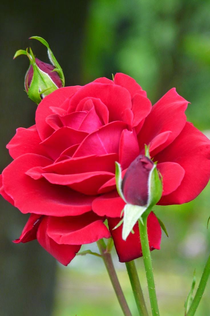 Pretty rose flowers Stunning nature