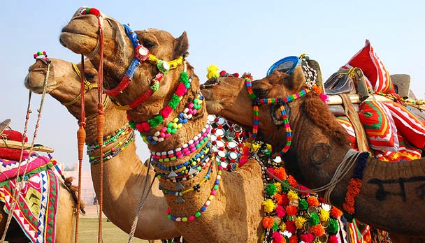 Rajasthan GK | Current Affairs 2023: State Animals of Rajasthan - Camel and  Chinkara
