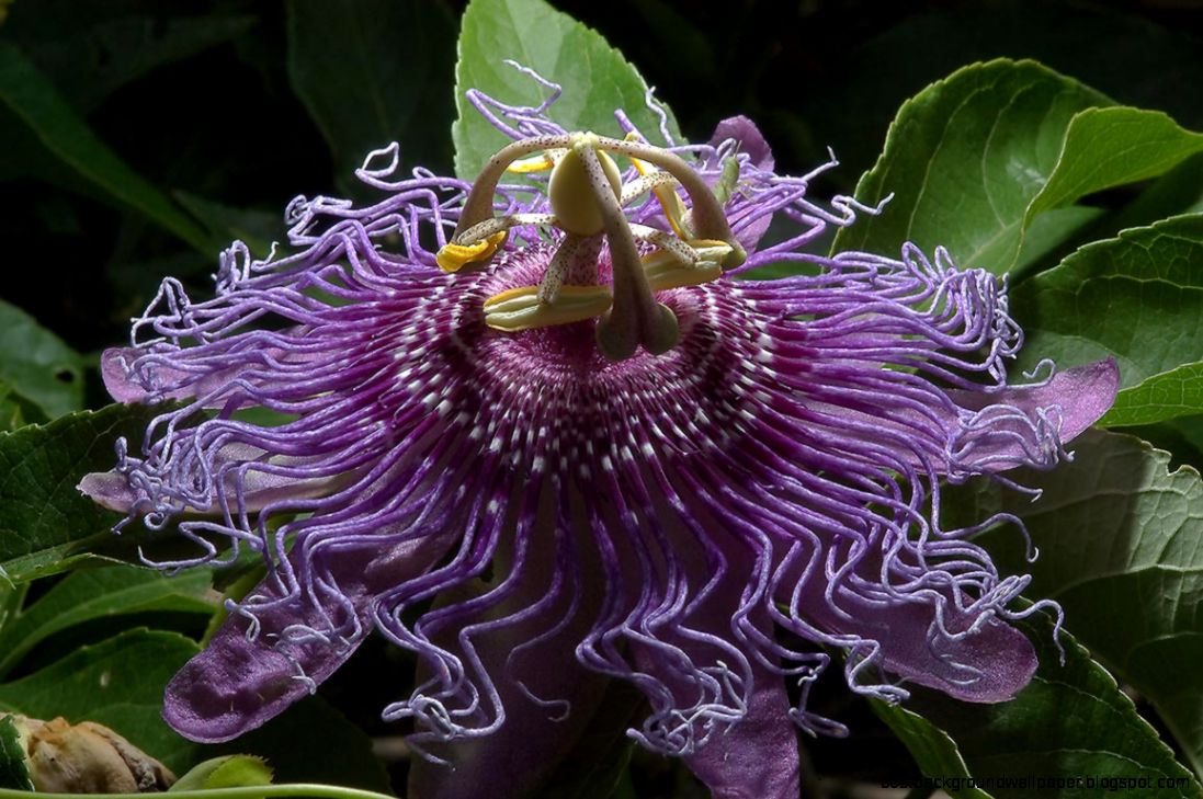 Purple Passion flower search in pictures Purple Passion flower search in pictures
