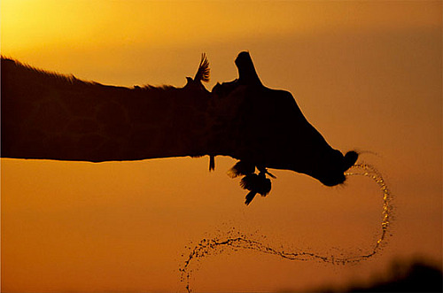 animal planet's funniest home videos