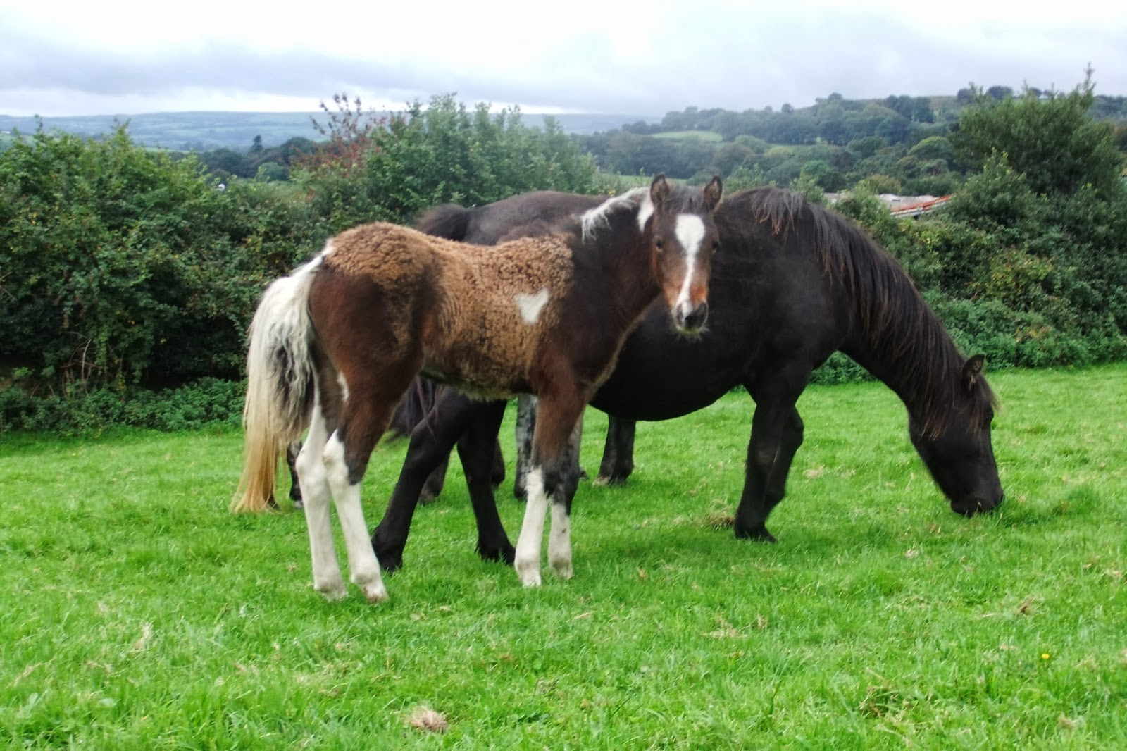 Blackator Dartmoor Ponies