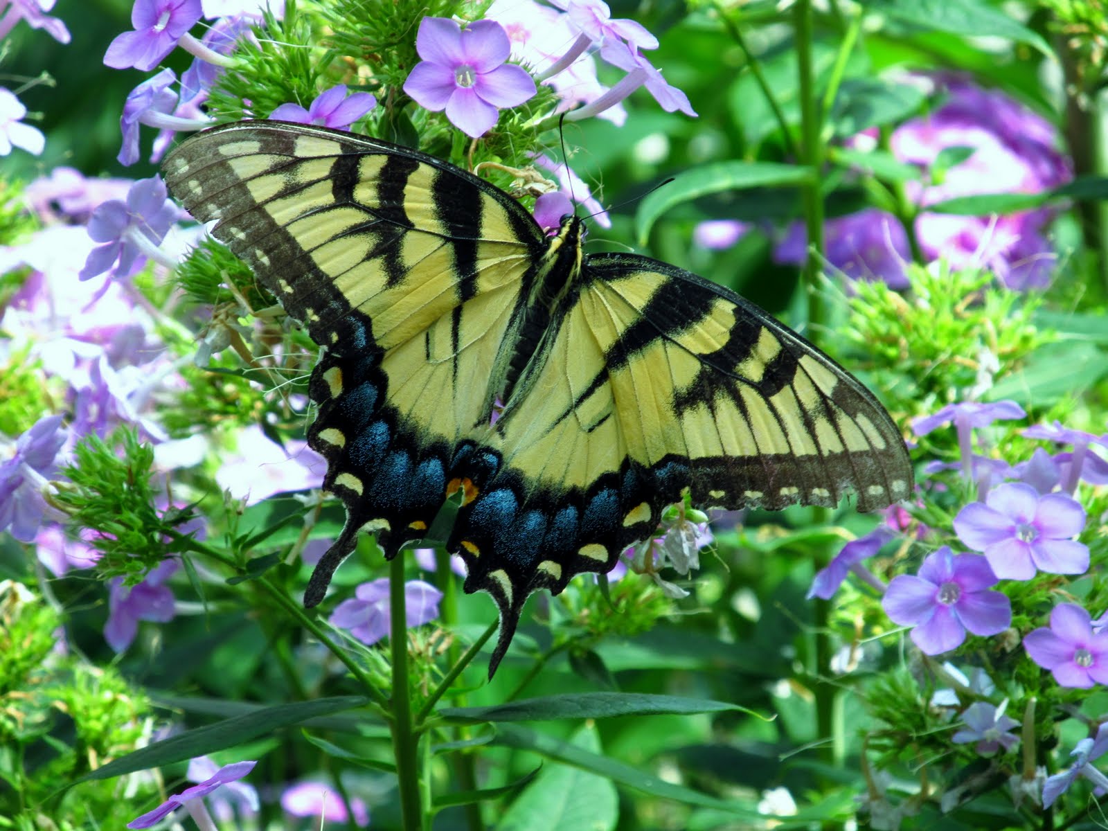 Thoughts from Pastor Dave: Butterfly People