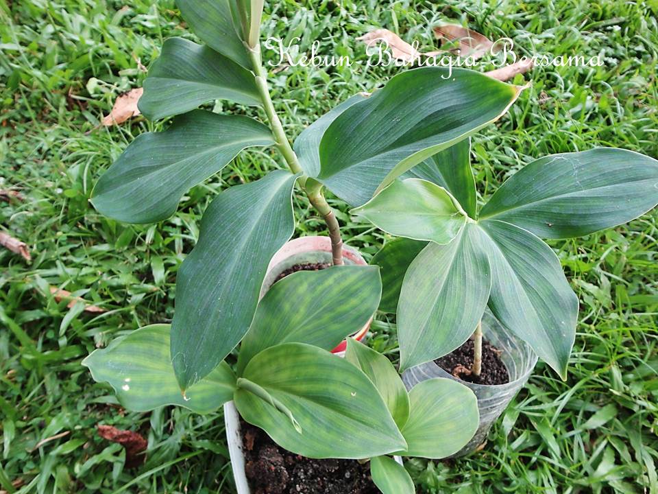 Kebun Bahagia Bersama Anak Pokok Costus