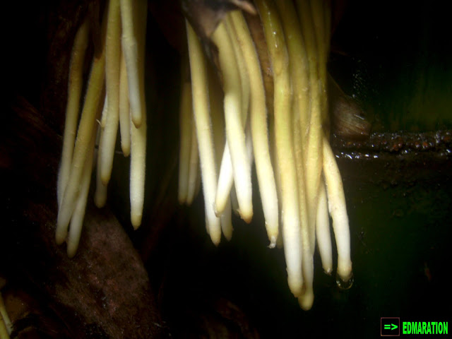 A Spaghetti Roots and their Preparation for Future Giants