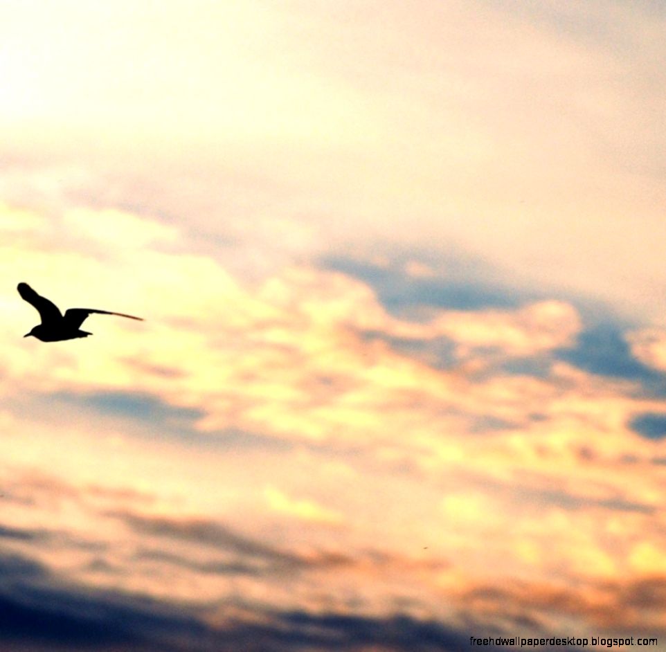 Bird Flying Silhouette Gull Freedom Sky HD wallpaper Bird Flying Silhouette Gull Freedom Sky HD wallpaper