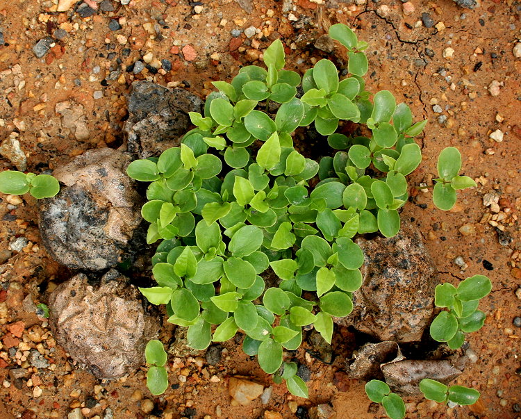 Table for 2.... or more My Garden Get to know me week 2