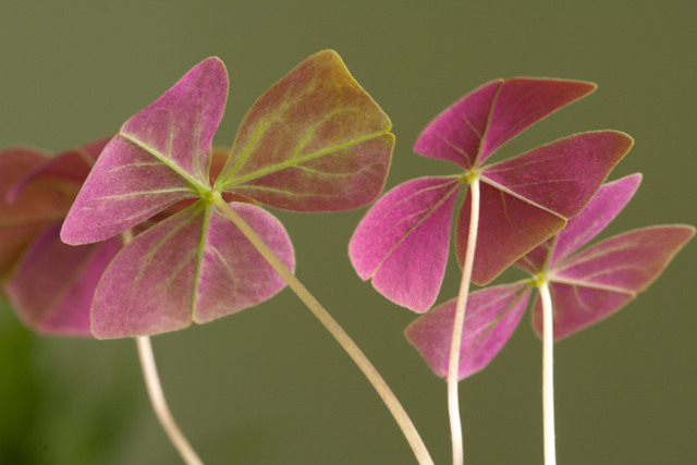 Oxalis Green